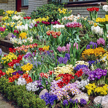 Spring Bulb Garden Collection