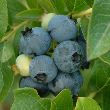 Northland Semi-Dwarf Blueberry