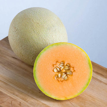 Sarah's Choice Hybrid Melon