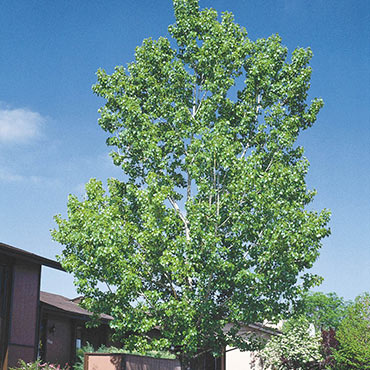 Hybrid Poplar Tree