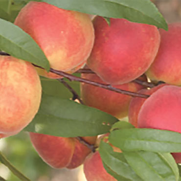 Trugold <sup>™</sup> Peach Tree