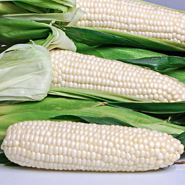 Eden Hybrid Sweet Corn