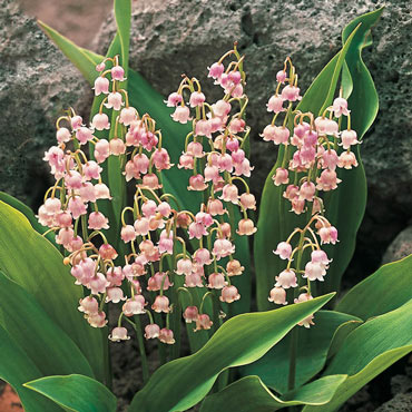 Lily Of The Valley Pink