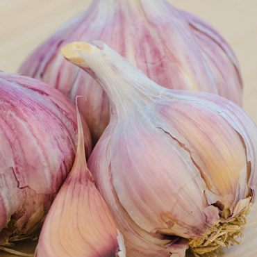 Glazer Purple Garlic