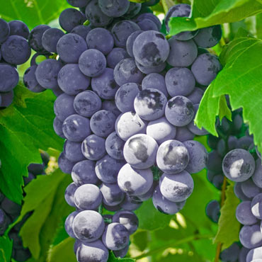 Everest Seedless Grape Vine