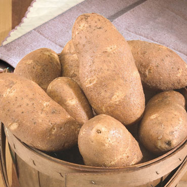 Goldrush Potato