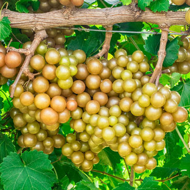 Oh My!<sup>®</sup> Seedless Grape Vine