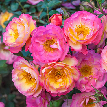 Rainbow Happy Trails<sup>™</sup> Groundcover Rose