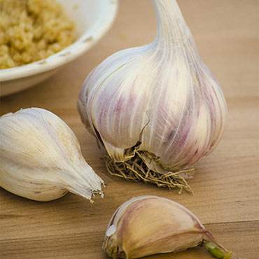 Music Hardneck Garlic