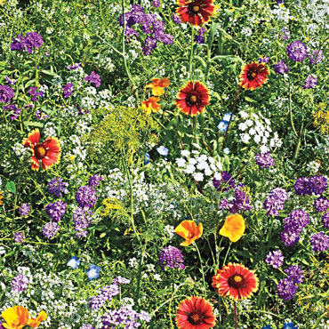 Gurney's<sup>®</sup> Beneficial Bug Wildflower Mix