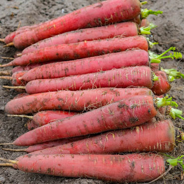 Redsun Hybrid Carrot