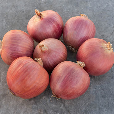 Blush Hybrid Onion