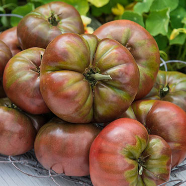Cherokee Carbon Hybrid Tomato