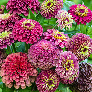 Queeny Lime Red Zinnia