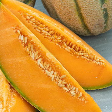 Portento Hybrid Tuscan Melon