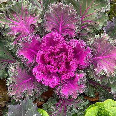  Rainbow Candy Crush Hybrid Kale