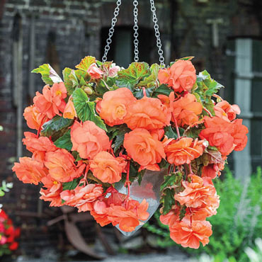 Hanging Basket Begonia Collection