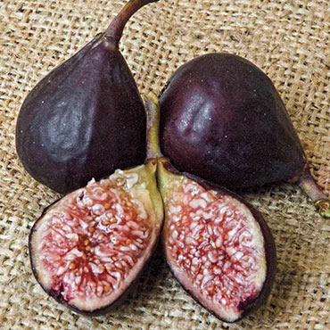 Violette De Bordeaux Fig