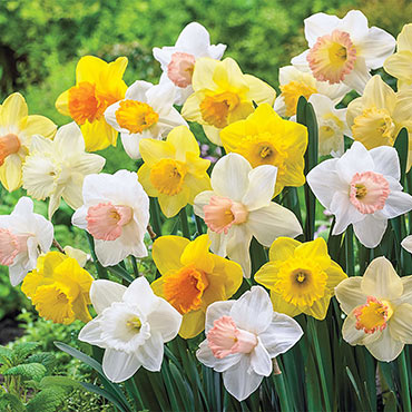 Giant Trumpet Daffodils for Naturalizing