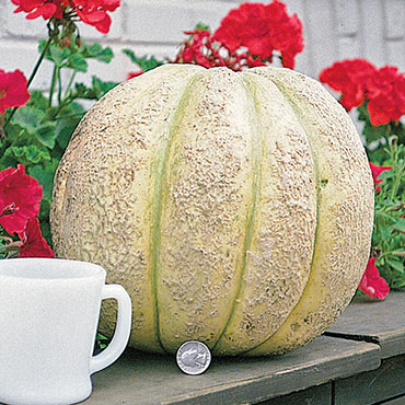 Gurney's Giant Improved Hybrid Cantaloupe