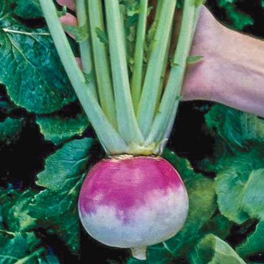 Turnip Royal Crown Hybrid Pkt