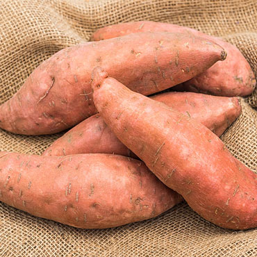 Covington Sweet Potato