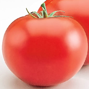 Heatmaster Hybrid Tomato