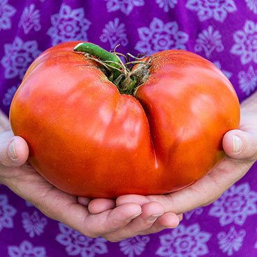 Gurney's<sup>®</sup> Ruby Monster Hybrid Tomato