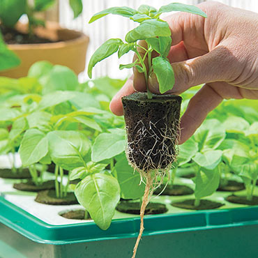 Seedling Boost Fertilizer