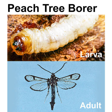 Peach Tree Borer Trap