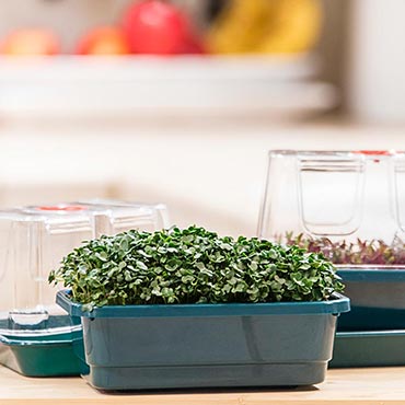 Microgreen Growing Kit