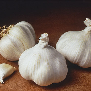 Softneck California White Garlic