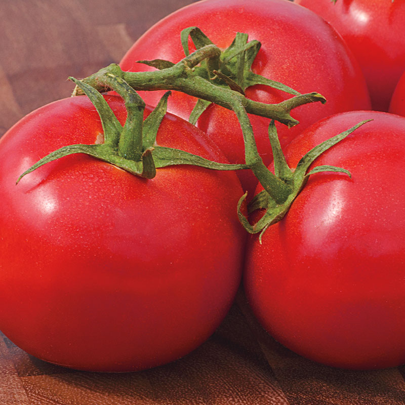 Рязань купить семена томатов