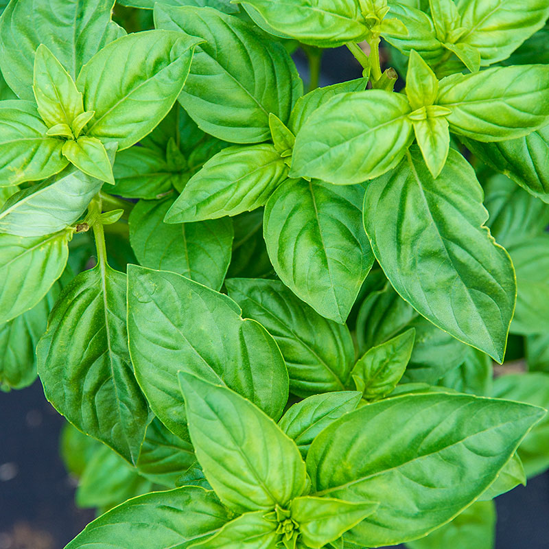 Image of Basil herb