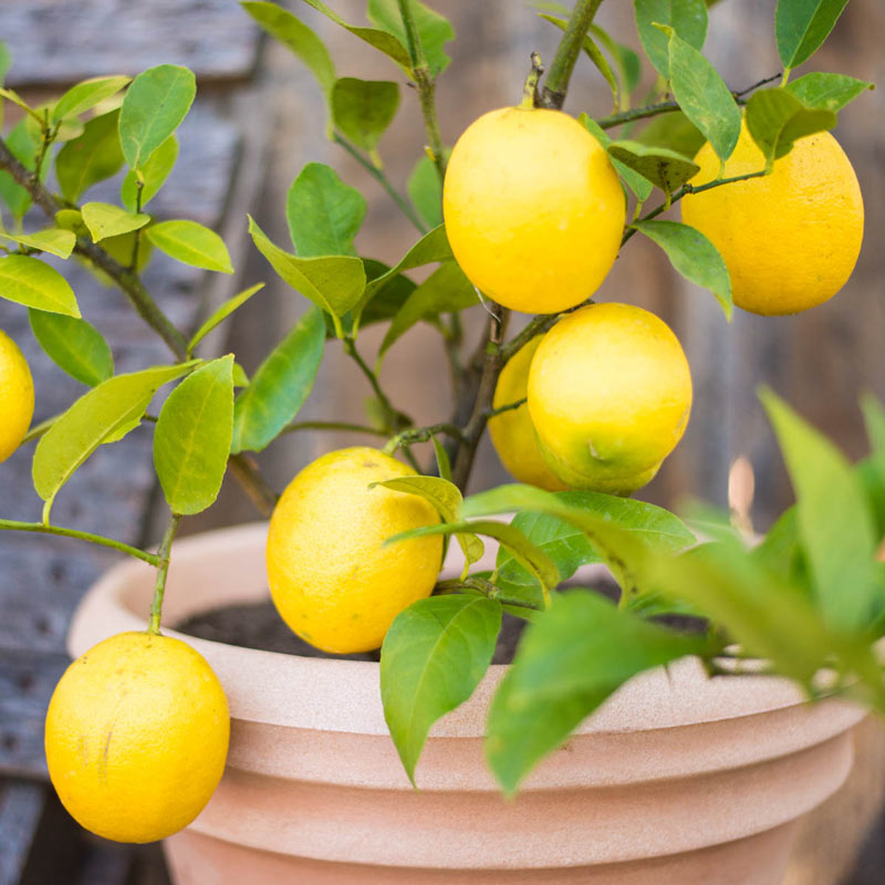 names of lemon trees