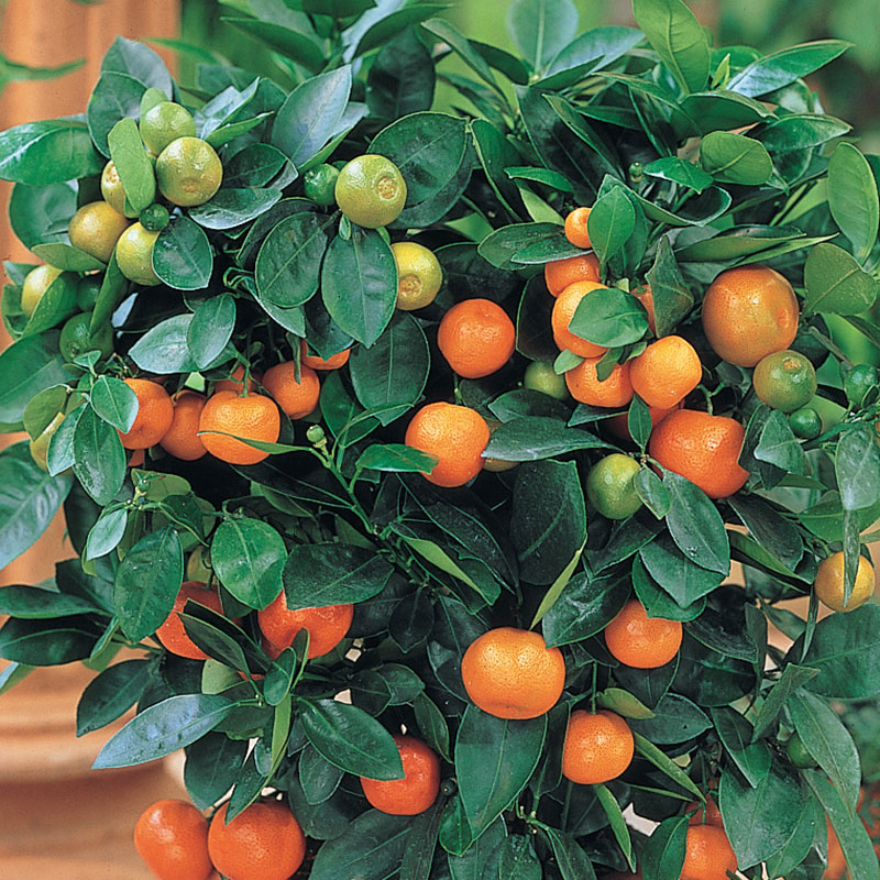 Details about   Calamondin Tree miniature Orange 