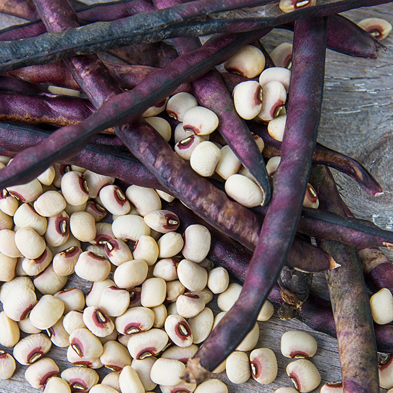 2000+~1Lb TOP PICK Pinkeye Purplehull Peas Seed Southern Cowpea Benefits St Jude