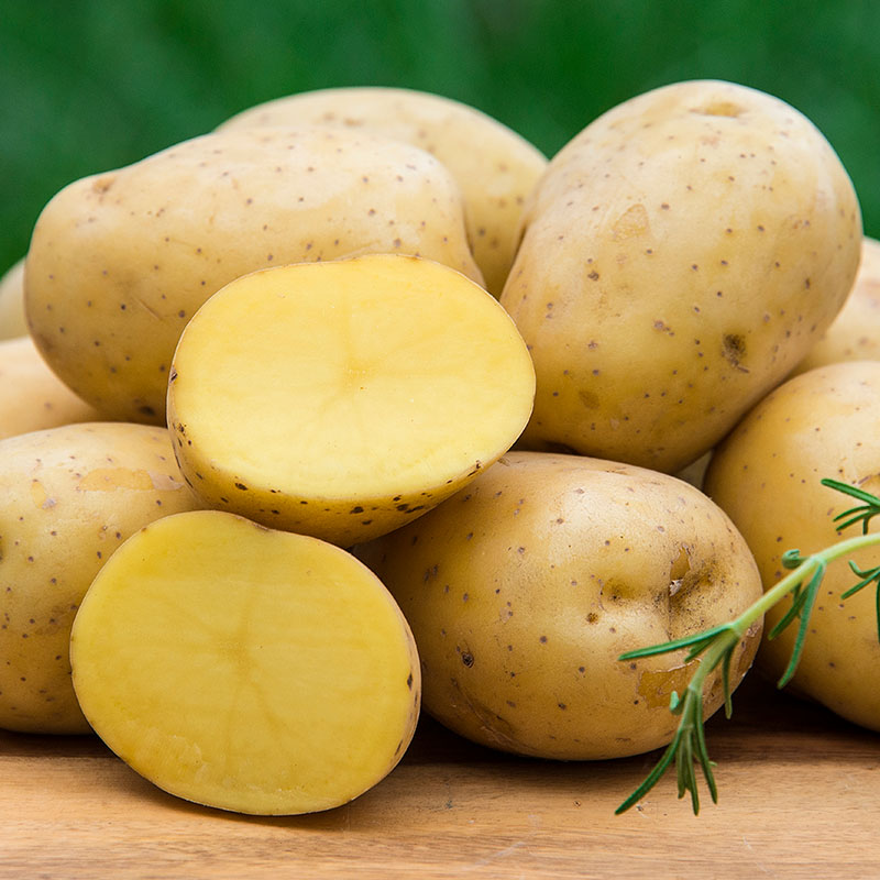 What are Yukon Potatoes? 