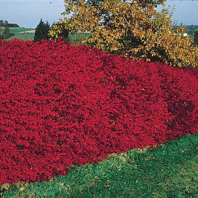 Image of Burning bush plant in a hedge