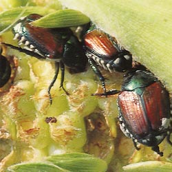 Japanese Beetle Solutions