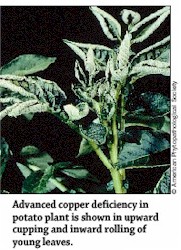 Advanced Copper Deficiency in Potato Plants