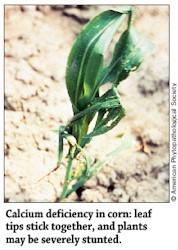 Calcuim Deficiency in Corn Leafs