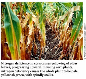 Nitrogen Deficiency in Corns