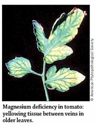 Magnesium Deficieny in Tomato