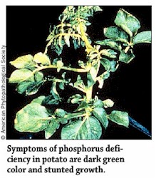 Phosphorous Deficiency in Potatoes