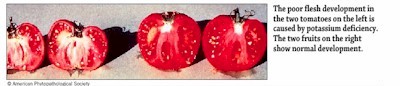 Potassium Deficiency in Tomatoes