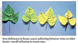Iron Deficiency in Beans
