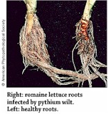 Pythium Wilt (Lettuce)