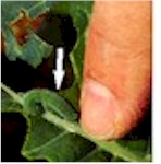 Cabbage Looper & Cabbage Worm