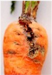 Carrot Weevil